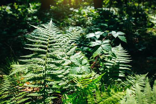 Fern growing in the forest. Green leaves of plants.
