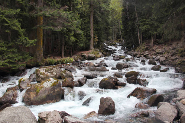 istock Calm waterfall in the coniferous forest 1271686854