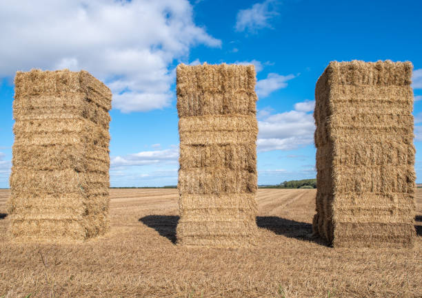 three hay bale towers - agricultural activity yorkshire wheat field imagens e fotografias de stock