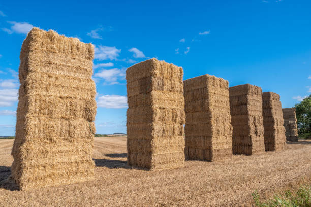 hay bales stacked high in a line - agricultural activity yorkshire wheat field imagens e fotografias de stock