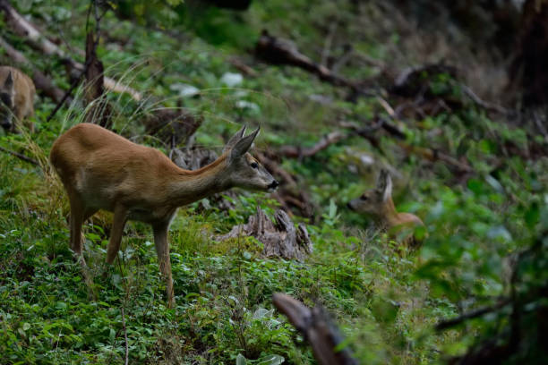 istock Female Roe deer with puppies, Dolomites, Italy 1271687957