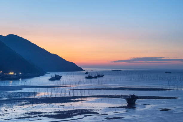 xiapu landscape in dawn, plant seaweed at coastline, fujian province, China