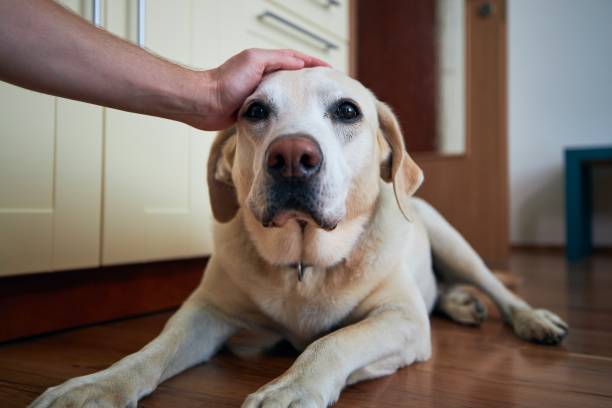 Hand of man stroking dog