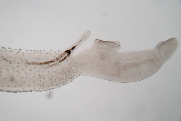 istock The study parasite or worms is a freshwater fish parasite in laboratory for education. 1271689540