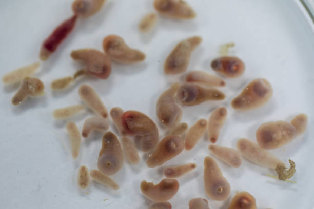 istock The study parasite or worms is a freshwater fish parasite in laboratory for education. 1271689593
