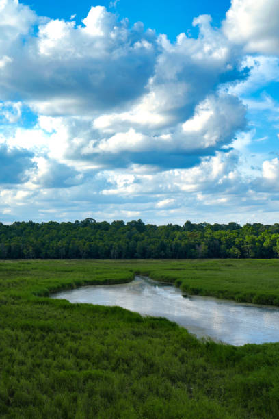 istock streams and green areas in nature 1271689831