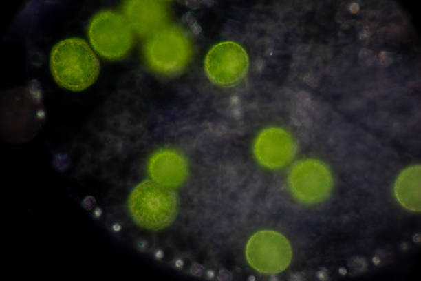 volvox en goutte d’eau sous le microscope pour l’éducation en classe. - cell bacterium animal cell volvox photos et images de collection