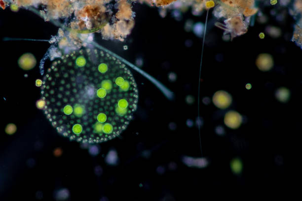 volvox в капле воды под микроскопом для классного образования. - cell bacterium animal cell volvox стоковые фото и изображения