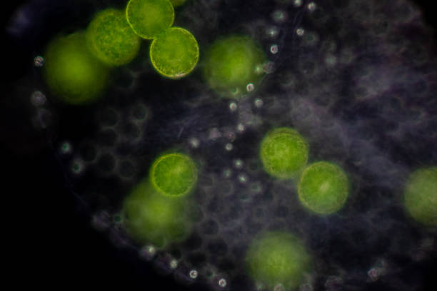 volvox en goutte d’eau sous le microscope pour l’éducation en classe. - cell bacterium animal cell volvox photos et images de collection