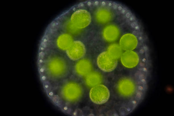 istock Volvox in drop of water under the microscope for classroom education. 1271689942
