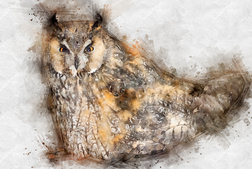Beautiful watercolor illustration of cute owl. Wild bird design. Forest wildlife.
