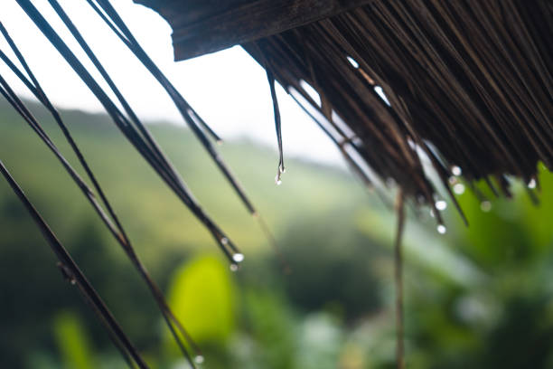 istock Banana trees and mountains, a wet rainy day 1271690722