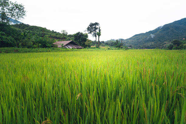 Rice fields Water in rice fields planting in the rainy season.