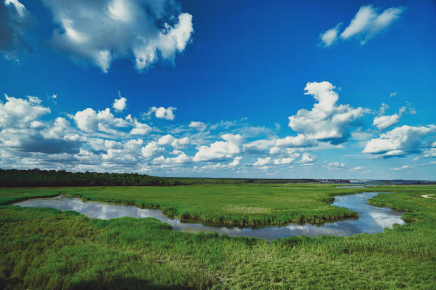 istock streams and green areas in nature 1271690739
