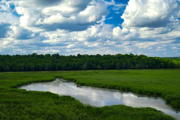 istock streams and green areas in nature 1271690813