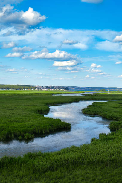 istock streams and green areas in nature 1271690866