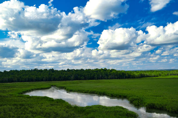 istock streams and green areas in nature 1271690896