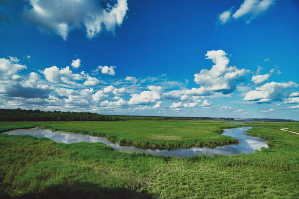 istock streams and green areas in nature 1271691275