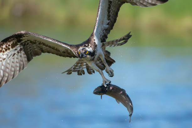 un osprey a caccia, in volo con un pesce catturato in un lago nel nord della finlandia - bird hunter foto e immagini stock