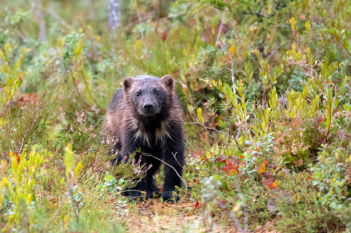 A Wolverine walking in a forest in Northern Finland near Kumho