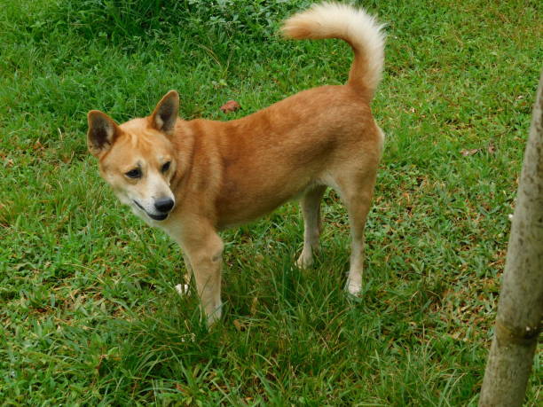 istock A brown dog stands on a meadow and looks at someone 1271692721