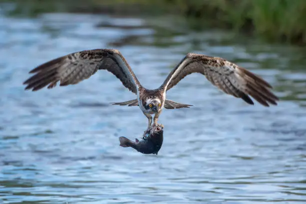 Photo of an osprey on the hunt, in flight with a fish caught in a lake in northern finland