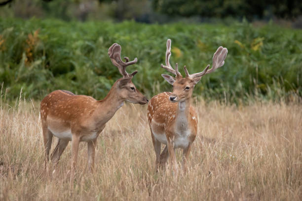 Fallow Deer with Velvet Antlers