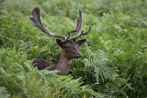 Male Fallow Deer emerging from bracken