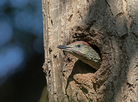 Close up view of a Juvenile Green Woodpecker with it's head out of the nest waiting for adult to return with food