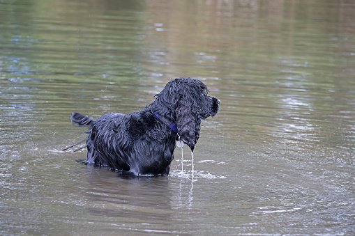 Dog standing in a river with water dripping from fur
