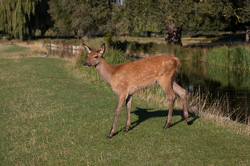 A Red Deer Fawn on the edge of the river bank just after crossing over
