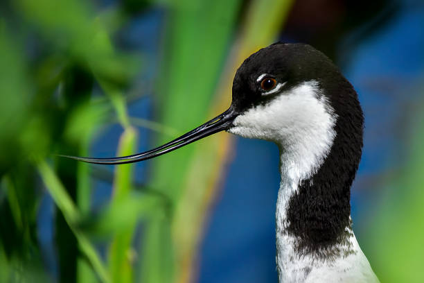 Black and white bird portrait