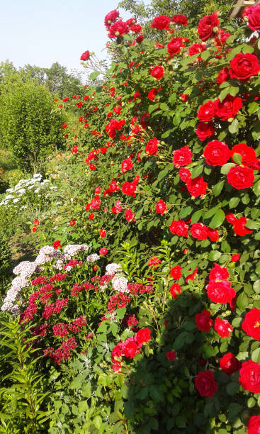 istock small curly rose of bright red color 1271697516