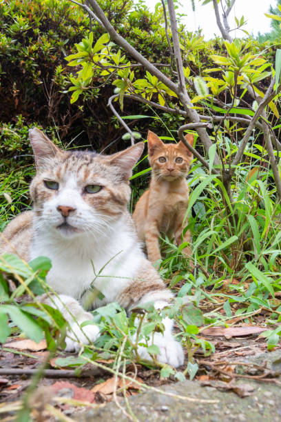 istock Parent and child cat 1271699015