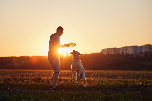 Man throwing flying disc for his dog. Pet owner with labrador retriver on field at beautiful sunset.