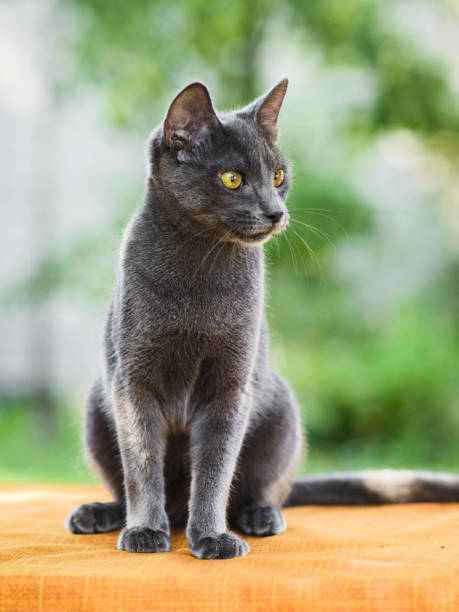 istock Portrait of grey russian blue cat looking for catch 1271701477