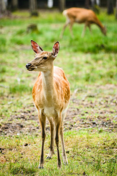 istock Young Dappled deers feeding in meadow 1271701528