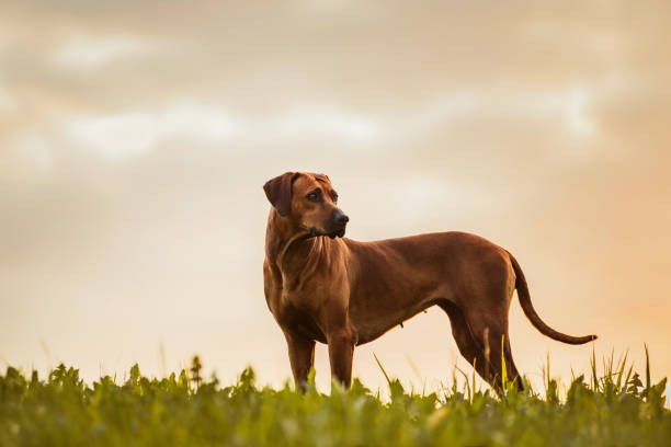 istock Rhodesian Ridgeback dog standing in green nature scene 1271701593