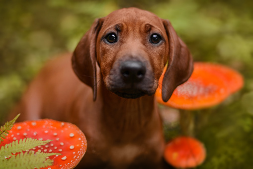 Cute puppy dog among toxic Amanita mushrooms in forest