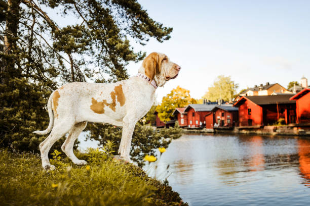 Bracco Italiano pointer with Porvoo red houses landscape at background Beautiful Bracco Italiano pointer standing at river with Porvoo famous red houses landscape at background finnish hound stock pictures, royalty-free photos & images