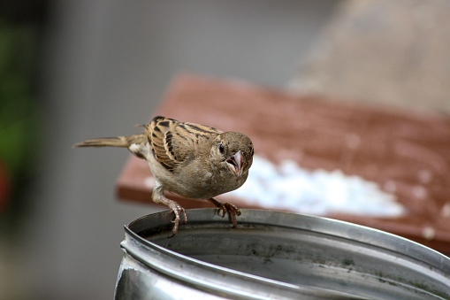 The female sparrow is well famished and is foraging. Fortunately, she found some food and water on the tiled surface on a wall. She has rushed, perched on the wall and has started eating the food gluttonously. After she has completed eating the lunch she has felt thirsty. She drinking plenty of water that available close by.