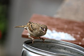 THE SPARROW DRINKING WATER