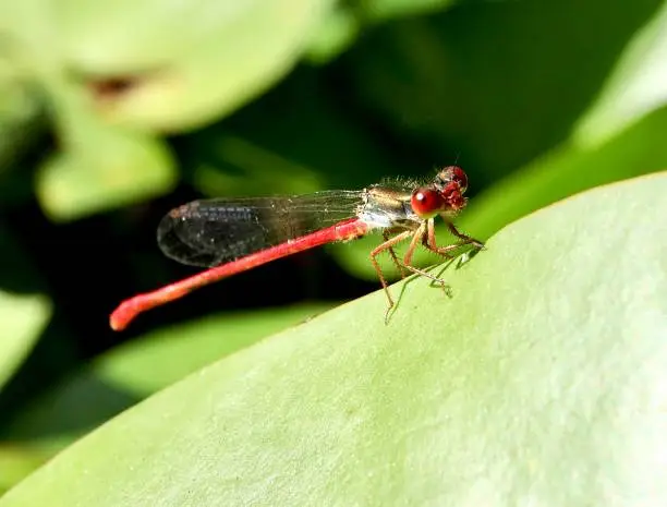 Photo of Close up of a red damselfly on a green leaf