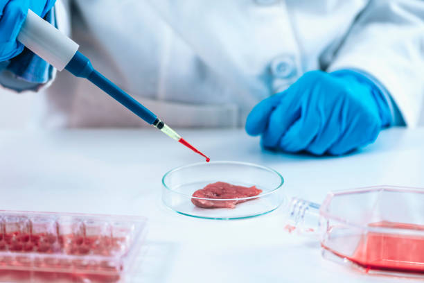 istock Scientist Dropping Growth Serum with Micropipette on Meat Sample in a Petri Dish 1271705752