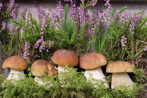 Stylish composition with freshly picked porcini mushrooms