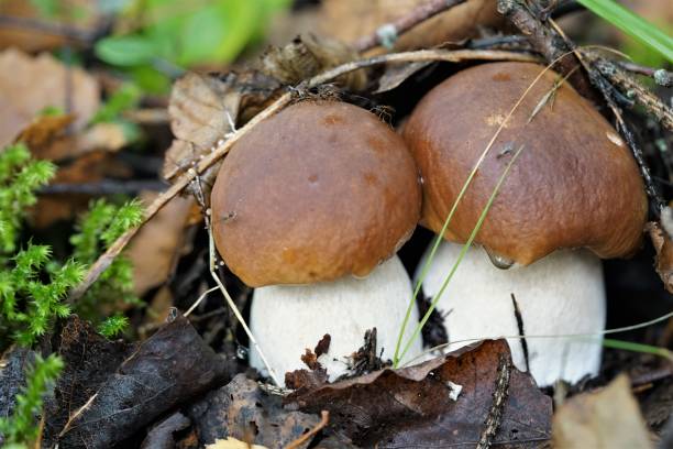 istock Picturesque mushroom growing in the forest 1271706068
