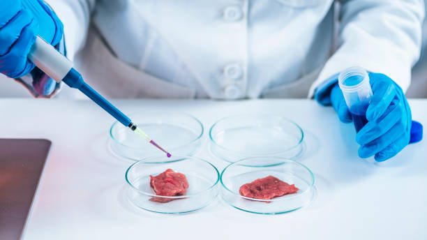 istock Scientist Dropping Growth Serum with Micropipette on Meat Sample in a Petri Dish 1271706212