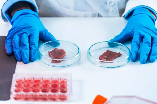 Photo of Two Samples of Laboratory Grown Meat in Separate Petri Dishes