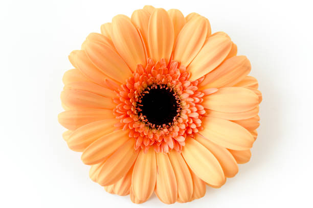 istock Orange gerbera flower on the white background. Flat lay, top view 1271707735