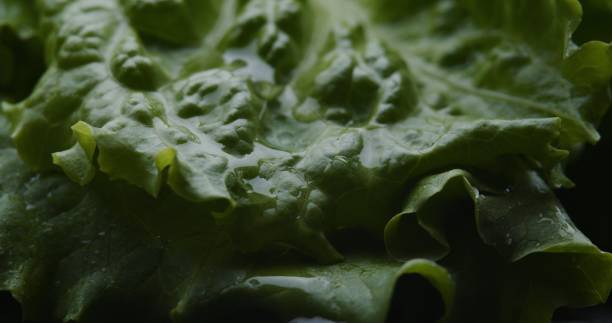 istock Fresh lettuce extreme close-up 1271708886